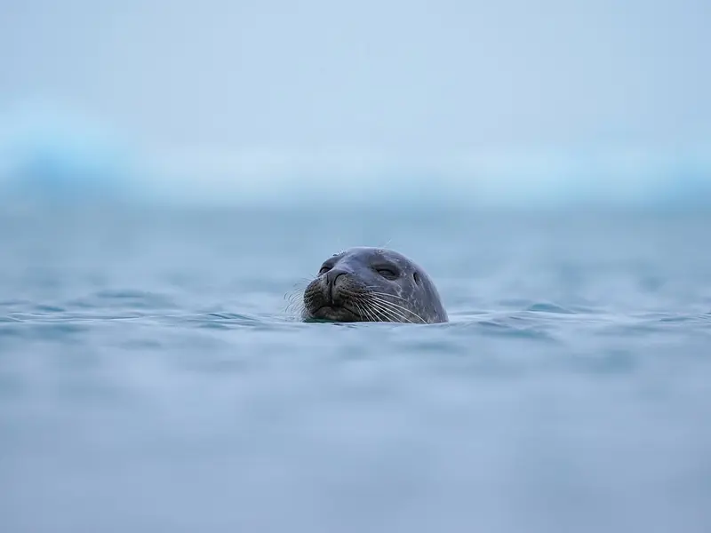 En sel i bresjøen Jökulsárlón