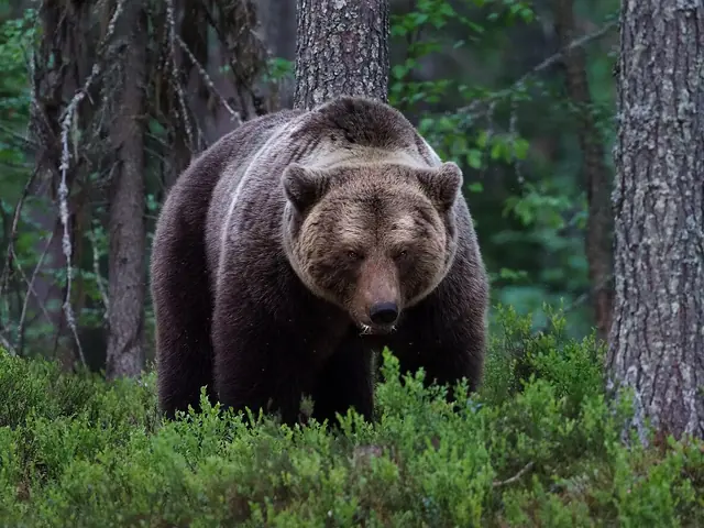 Een bruine beer in Finland