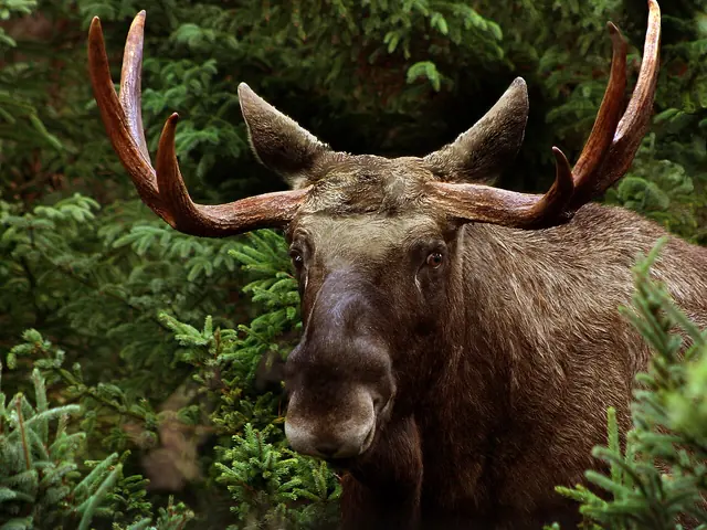 Een elandstier