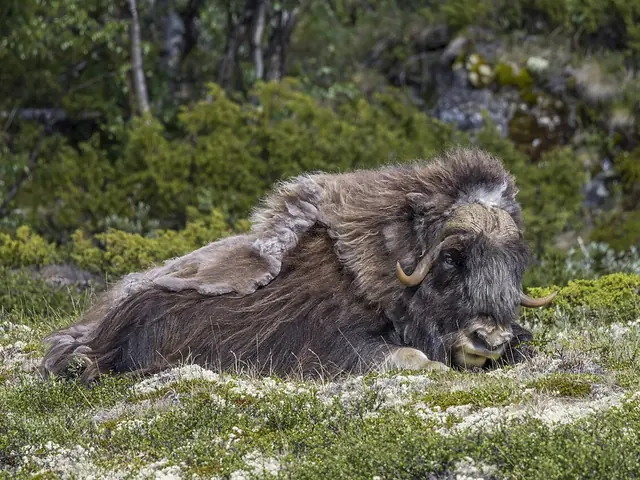 Muskusossen op het Dovrefjell