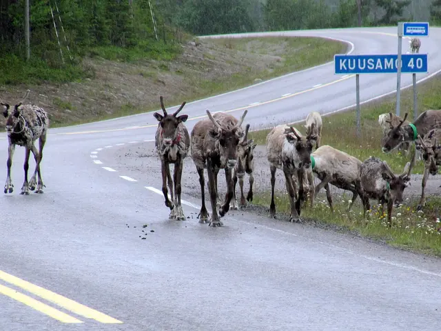 Rein på veien ved Kuusamo i Nord-Finland