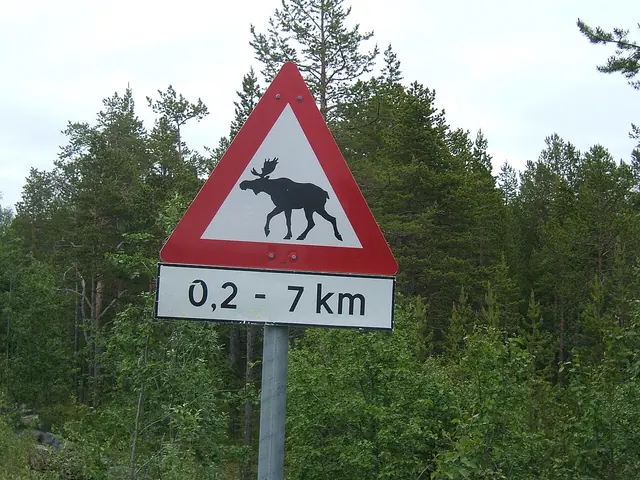 Et elgfareskilt i Norge