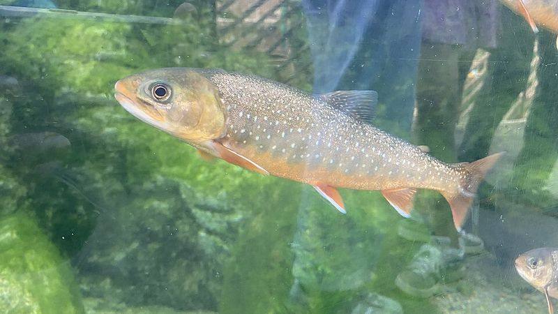 Universeum