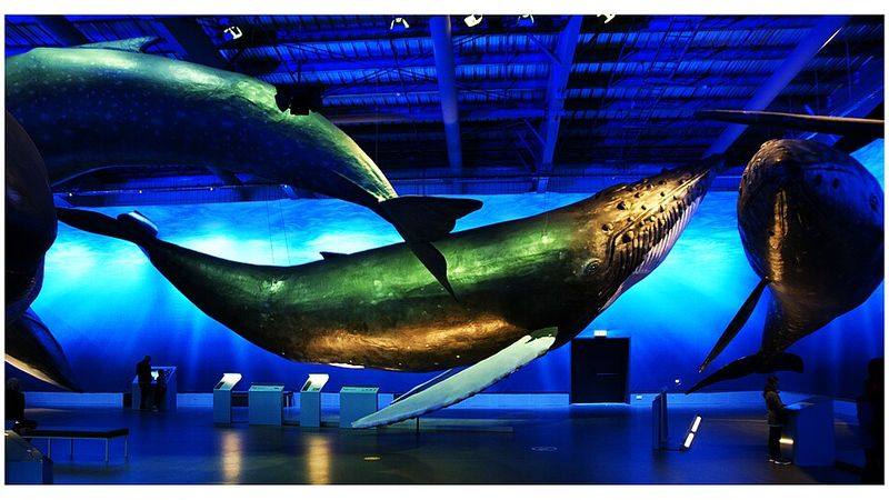 Whales of Iceland