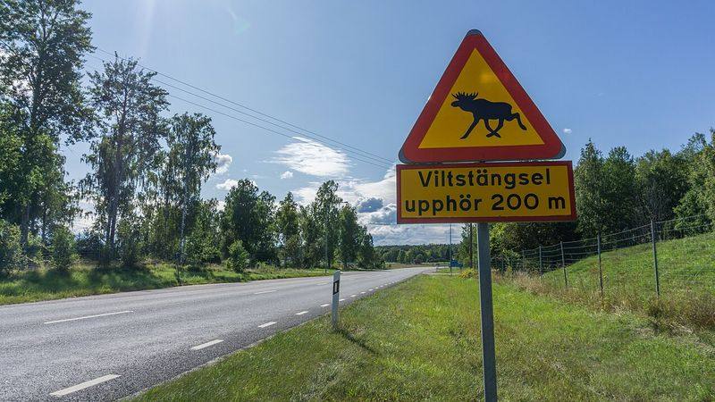 Et elgfareskilt i Sverige