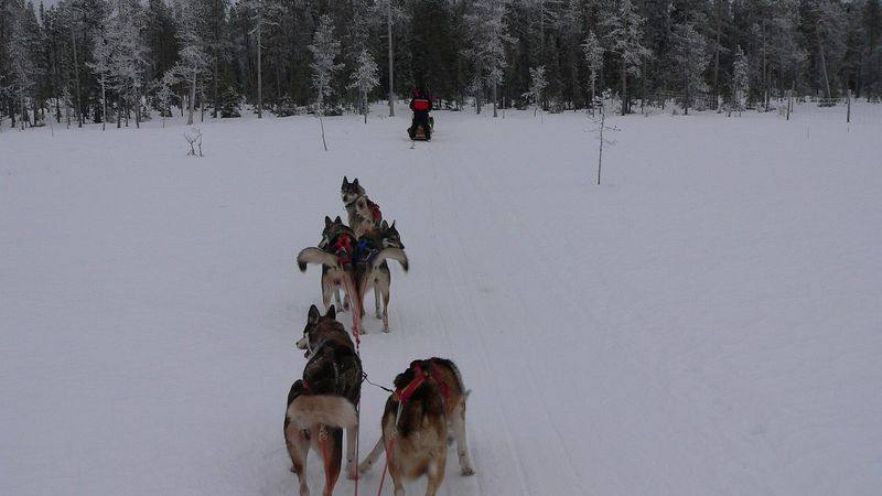 Huskysafari ved Levi i finsk Lappland