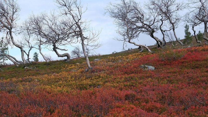 Høstfarger på fjellet i Pallas-Yllästunturi i finsk Lappland