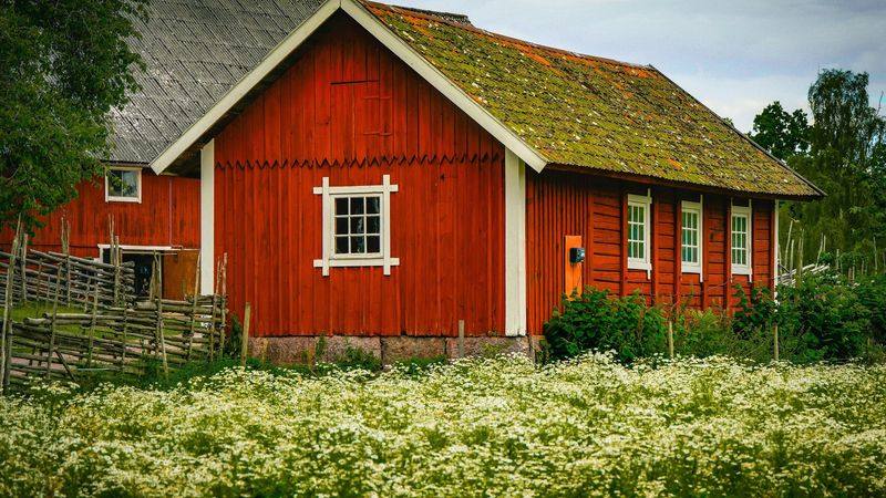 Rood Zweeds huisje in een bloeiend veld