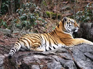 Tijger in Dyreparken Kristiansand