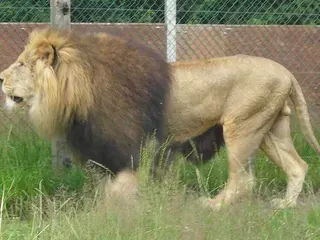 Leeuw in Givskud Zoo