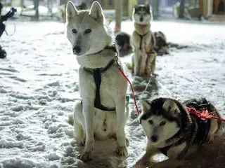 Sfeerfoto, niet Lapland Royal Adventures: sledehonden in Fins Lapland