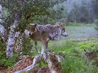 Twee wolven in Polar Park in Bardu