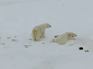 IJsberen in Ranua Wildlife Park