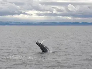 Bultrug in de Faxaflói-baai bij Reykjavik