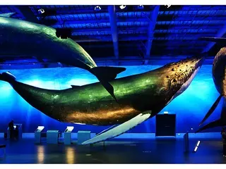 Walvismodellen in Whales of Iceland