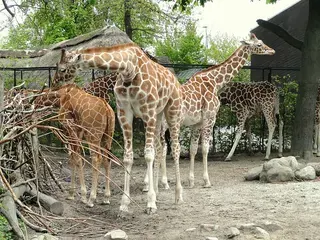 Giraffen in Zoo København