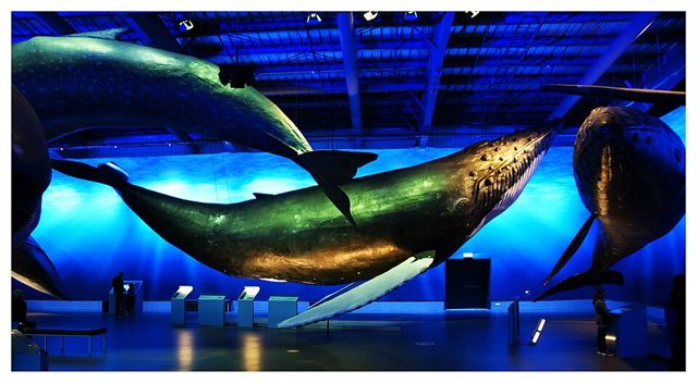 Whales of Iceland